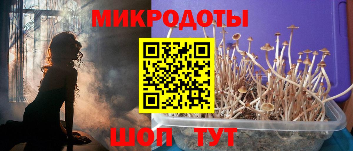 Чапаевск  Галлюциногенные грибы Psilocybine cubensis  Вход с VPN 
